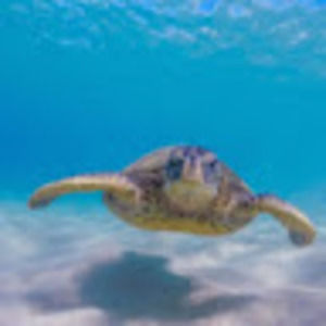 Meet your Posher, S. austin